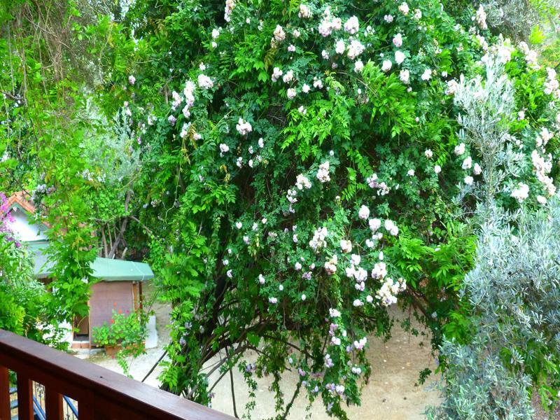 Cirali Simge Holiday Houses 外观 照片